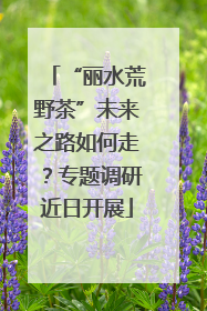 “丽水荒野茶”未来之路如何走？专题调研近日开展