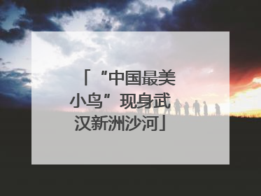 “中国最美小鸟”现身武汉新洲沙河
