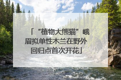 “植物大熊猫”峨眉拟单性木兰在野外回归点首次开花