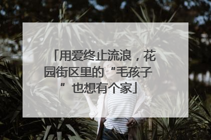 用爱终止流浪，花园街区里的“毛孩子”也想有个家