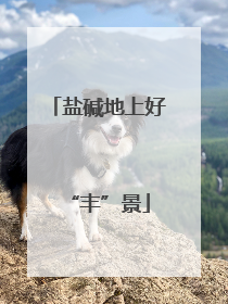 盐碱地上好“丰”景