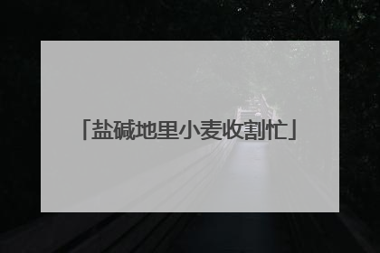 盐碱地里小麦收割忙