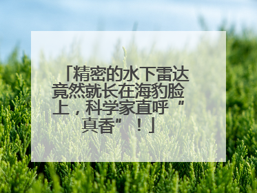 精密的水下雷达竟然就长在海豹脸上，科学家直呼“真香”！