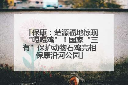 保康：楚源福地惊现“嘎嘎鸡”！国家“三有”保护动物石鸡亮相保康沿河公园