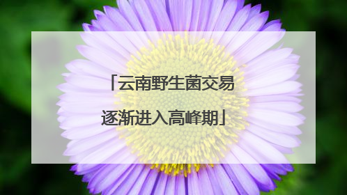 云南野生菌交易逐渐进入高峰期