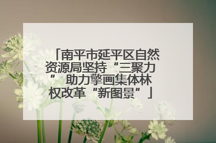 南平市延平区自然资源局坚持“三聚力” 助力擎画集体林权改革“新图景”