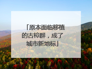 原本面临移植的古樟群，成了城市新地标