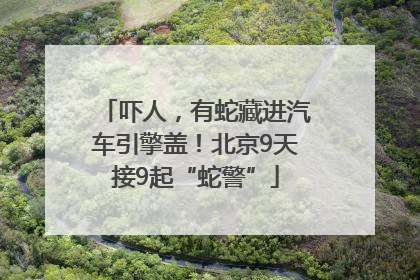 吓人，有蛇藏进汽车引擎盖！北京9天接9起“蛇警”