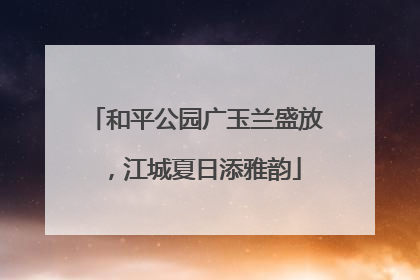 和平公园广玉兰盛放，江城夏日添雅韵