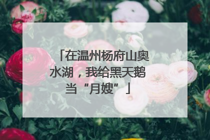在温州杨府山奥水湖，我给黑天鹅当“月嫂”