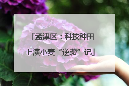 孟津区：科技种田 上演小麦“逆袭”记