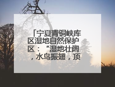 宁夏青铜峡库区湿地自然保护区：“湿地壮阔，水鸟振翅，顶有趣呢！”