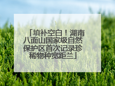 填补空白！湖南八面山国家级自然保护区首次记录珍稀物种宽距兰