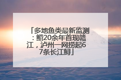 多地鱼类最新监测：鳤20余年首现赣江，泸州一网捞起67条长江鲟