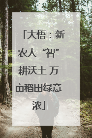 大悟：新农人“智”耕沃土 万亩稻田绿意浓