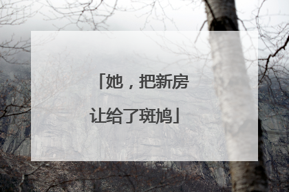 她，把新房让给了斑鸠