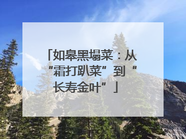 如皋黑塌菜：从“霜打趴菜”到“长寿金叶”
