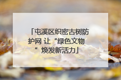 屯溪区织密古树防护网 让“绿色文物”焕发新活力