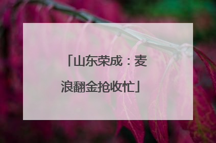 山东荣成：麦浪翻金抢收忙