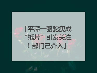 平潭一骆驼瘦成“纸片”引发关注！部门已介入