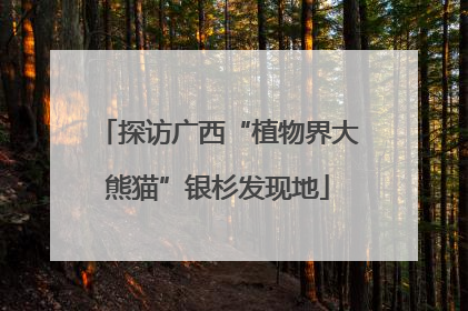探访广西“植物界大熊猫”银杉发现地