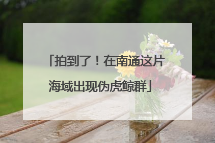 拍到了！在南通这片海域出现伪虎鲸群