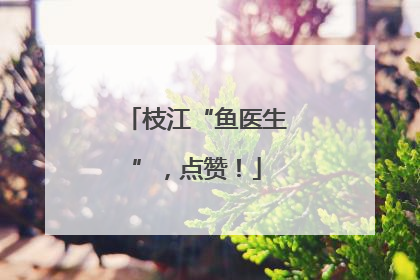 枝江“鱼医生”，点赞！