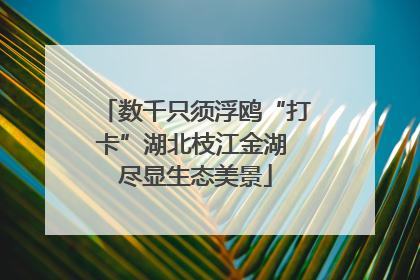 数千只须浮鸥“打卡”湖北枝江金湖 尽显生态美景