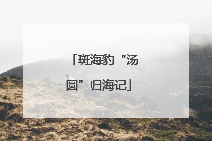 斑海豹“汤圆”归海记