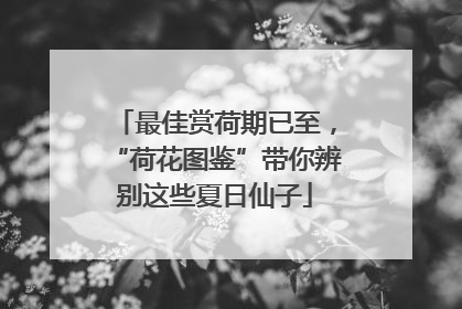 最佳赏荷期已至，“荷花图鉴”带你辨别这些夏日仙子