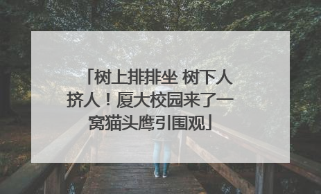 树上排排坐 树下人挤人！厦大校园来了一窝猫头鹰引围观