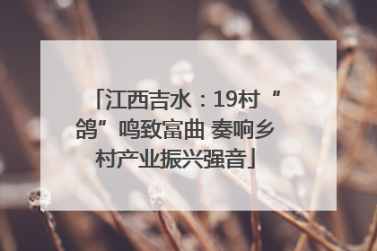 江西吉水：19村“鸽”鸣致富曲 奏响乡村产业振兴强音