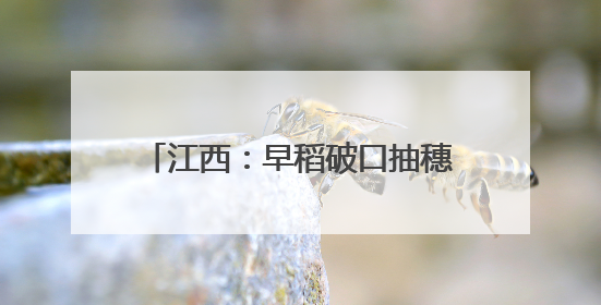 江西：早稻破口抽穗 统防统治防病虫