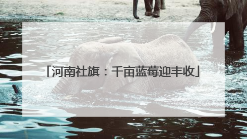 河南社旗：千亩蓝莓迎丰收