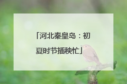 河北秦皇岛：初夏时节插秧忙