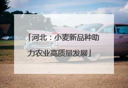 河北：小麦新品种助力农业高质量发展