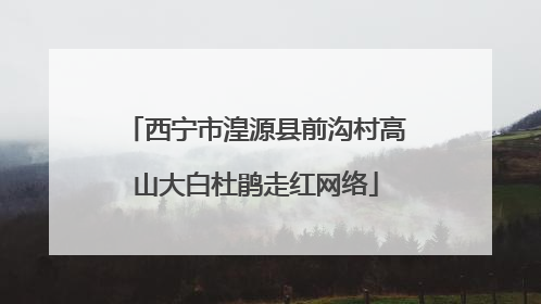 西宁市湟源县前沟村高山大白杜鹃走红网络