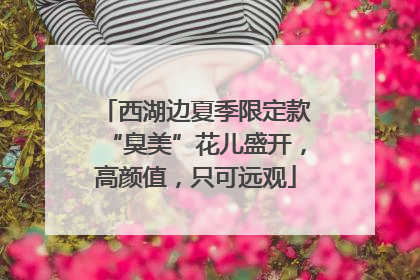 西湖边夏季限定款“臭美”花儿盛开，高颜值，只可远观