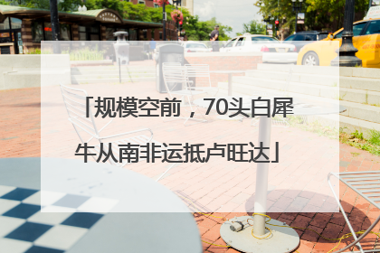 规模空前，70头白犀牛从南非运抵卢旺达