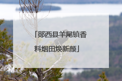 郧西县羊尾镇香料烟田焕新颜