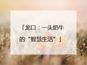 龙口：一头奶牛的“智慧生活”