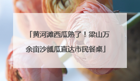 黄河滩西瓜熟了！梁山万余亩沙瓤瓜直达市民餐桌