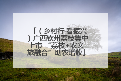 （乡村行·看振兴）广西钦州荔枝集中上市 “荔枝+农文旅融合”助农增收