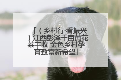 （乡村行·看振兴）江西彭泽千亩黄花菜丰收 金色乡村孕育致富新希望
