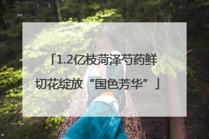 1.2亿枝菏泽芍药鲜切花绽放“国色芳华”