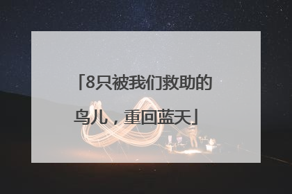 8只被我们救助的鸟儿，重回蓝天